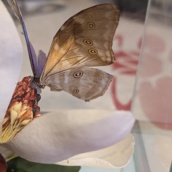 Butterfly Taxidermy Iridescent Blue Glass Dome - Picture 6 of 10